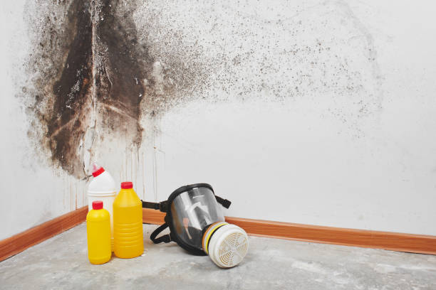 Professional Mold Remediation in Woodlynne, NJ