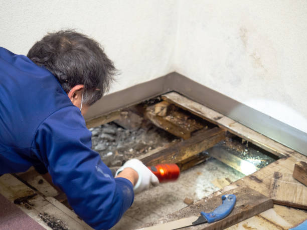 Best HVAC Mold Remediation in Woodlynne, NJ