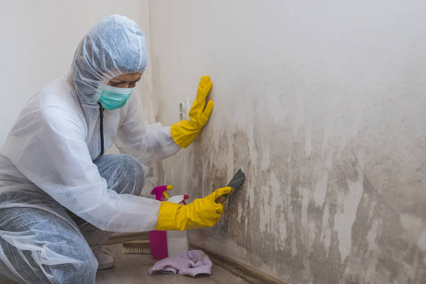 Best Mold Testing and Inspection Services in Woodlynne, NJ