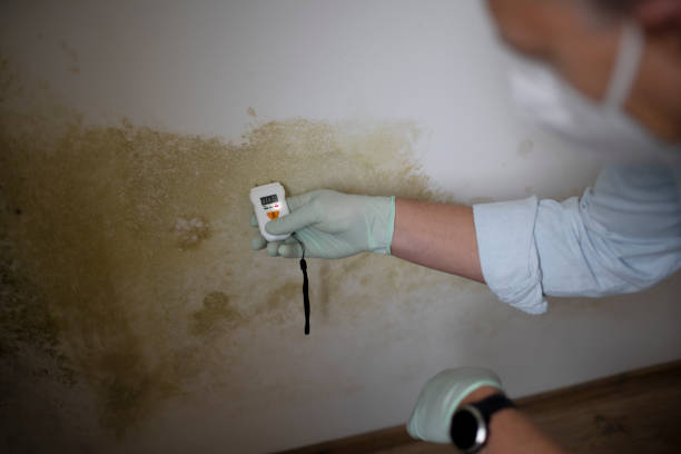 Best Preventive Mold Services in Woodlynne, NJ