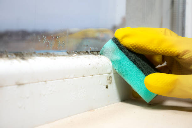 Best Crawl Space Mold Remediation in Woodlynne, NJ