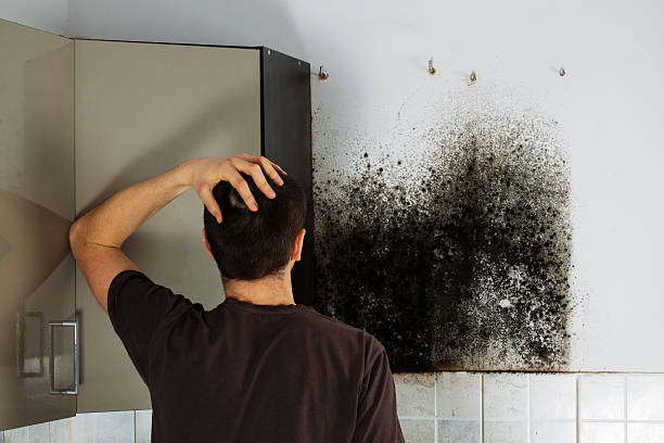 Best Black Mold Remediation in Woodlynne, NJ