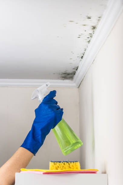 Professional Mold Remediation in Woodlynne, NJ
