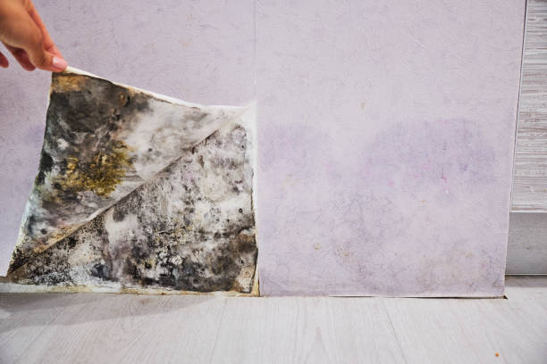 Best Mold Remediation for Schools in Woodlynne, NJ